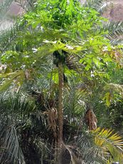 204 Wadi Tiwi, Papayas.JPG